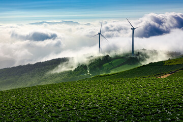 Wind turbine landscape among clouds spreading over mountains in an alpine local cabbage field environment illuminated by morning sunlight. Taebaek-si, Gangwon-do, South Korea. © YOUSUK