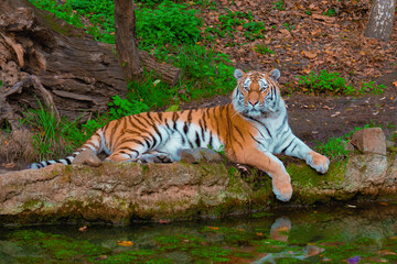 Fototapeta na wymiar Resting Tiger By The River with beautiful green background