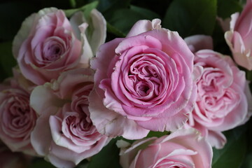 close up of a flower , macro flower portrait 