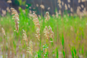 Feather Grass Close Up Shot Near The Lake