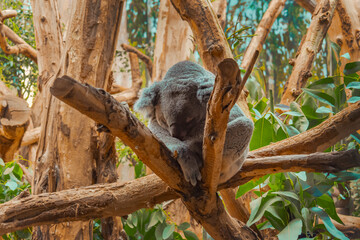 Koala Resting On The Tree In The Zoo