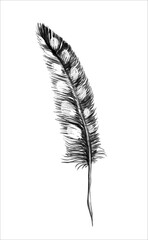 A bird's feather. Clipart, sketch, template, element design. Hand-drawn vector illustration. Isolated object on a white background.