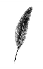 A bird's feather. Clipart, sketch, template, element design. Hand-drawn vector illustration. Isolated object on a white background.