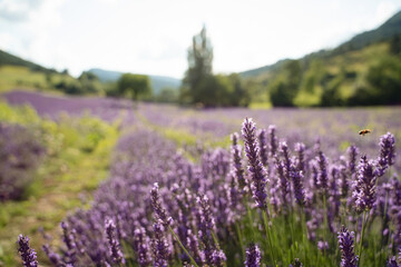 Obraz premium Field of lavender in Drome France with green hill backdrop. Beautiful summer landscape on a bright sunny day. Eco responsible sourcing of essential oils and makeup ingredients