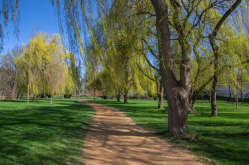 Public park in early spring, nature beginning turn to green in bright sunlight, willow trees and dirty path