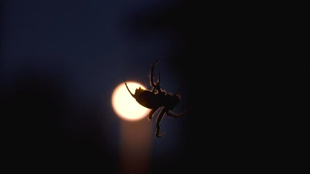  spider hunts at night,a spider sits on a web at night and hunts insects
