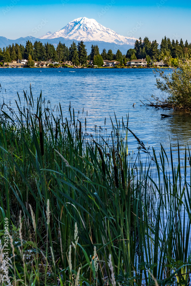 Wall mural snow capped Mt.Rainier with reeds and blue colored lake Tapps on the foreground.