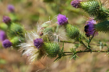 Schottische Distel, Blüte in Lila in den Highlands von Schottland
