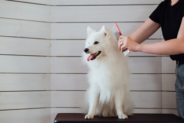 Snow-white dog Japanese Spitz breed is being prepared for the exhibition, the process of combing...