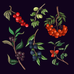 Berries, such as rowan, blueberries and other isolated. Vector. - obrazy, fototapety, plakaty