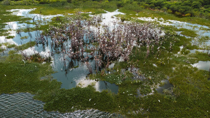 Sertão Caatinga Serra Talhada Pernambuco Triunfo Pernambucano Paisagem Cidade Igreja Lampião Natureza Construção Xaxado Forró PE Brazil Viagem Drone