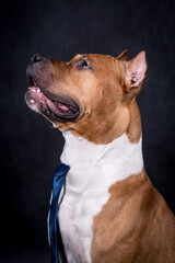 Portrait of happy American Staffordshire Terrier (AmStaff, American Staffy)