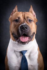 Portrait of happy American Staffordshire Terrier (AmStaff, American Staffy)