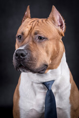 Portrait of happy American Staffordshire Terrier (AmStaff, American Staffy)
