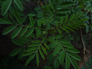 Green Leaves with dark Background