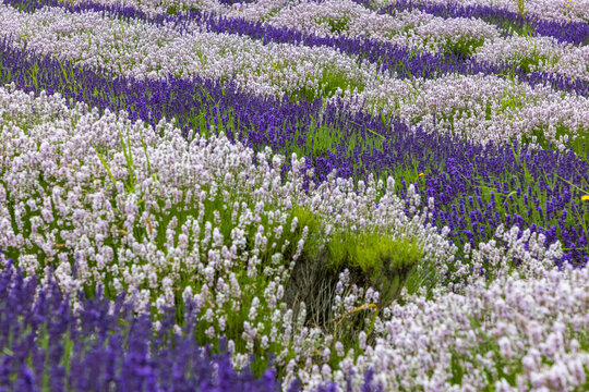 Lavender field in Sequim, Washington in the pacific Northwest