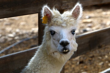 Obraz premium Alpacas on a farm in the Negev desert.