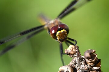 dragonfly on stick