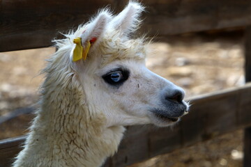 Alpacas on a farm in the Negev desert.
