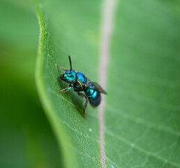 bug on a leaf