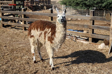 Fototapeta premium Alpacas on a farm in the Negev desert.