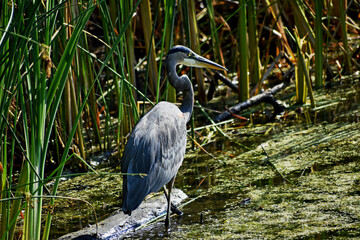 Great Blue Heron  (Ardea herodias)  wading in a Michigan pond looking for fish 
