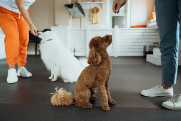Little brown Poodle and snow-white Japanese Spitz training together in pet house with dog trainer