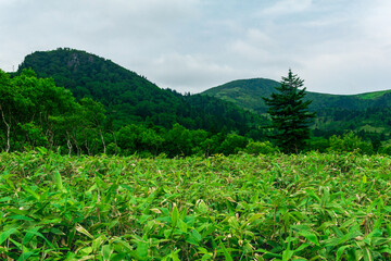 forest landscape of Kunashir island, mountain forest with curved trees and bamboo thickets