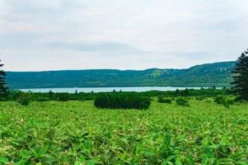 Fototapeta na wymiar natural landscape of Kunashir island, view of the Golovnin volcano caldera with hot lake thickets of sasa and dwarf pines