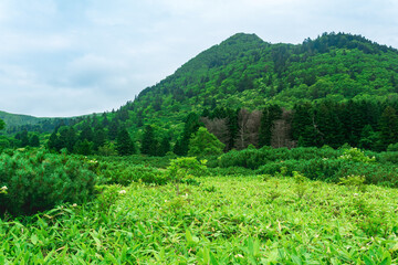 Fototapeta na wymiar forest landscape of Kunashir island, mountain forest with curved trees and bamboo thickets