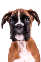 Portrait of Boxer Puppy Dog