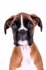 Portrait of Boxer Puppy Dog