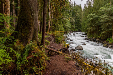 raging clear waters of Nooksack River in Mt. Baker-Snoqualmie National Forest passing across evergreen forest.