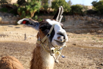 Obraz premium Alpacas on a farm in the Negev desert.