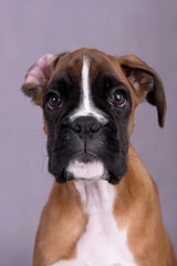 Portrait of Boxer Puppy Dog