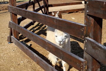 Obraz premium Alpacas on a farm in the Negev desert.