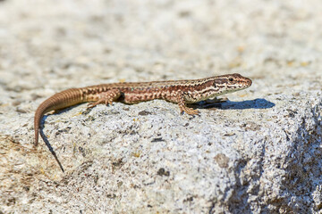 Common wall lizard sunbathing on a rock in the morning (Podarcis Muralis)