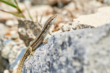 Common wall lizard sunbathing on a rock in the morning (Podarcis Muralis)