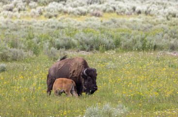 Bison Cow and Calf in Yellowstone NationalPark Wyoming in Summer