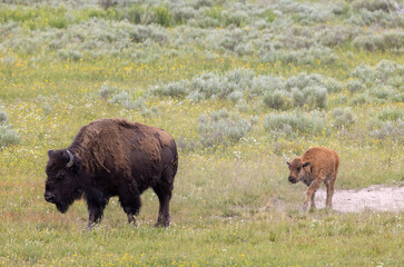 Bison Cow and Calf in Yellowstone NationalPark Wyoming in Summer