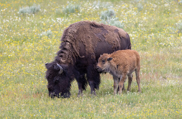 Bison Cow and Calf in Yellowstone NationalPark Wyoming in Summer