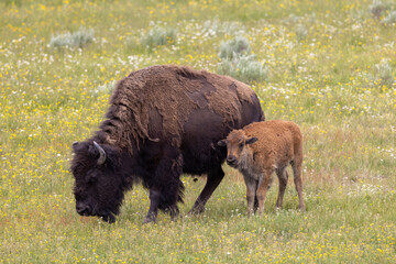 Bison Cow and Calf in Yellowstone NationalPark Wyoming in Summer