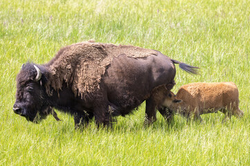 Bison Cow and Calf in Yellowstone NationalPark Wyoming in Summer