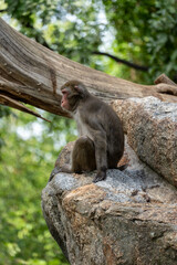 Affe