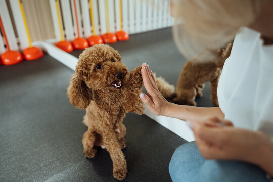 Little brown Poodle training in pet house with dog trainer