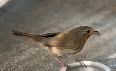 Red robin / redbreast