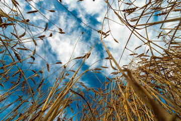 Bright ripe cereal field, yellow wheat against a blue sky, harvesting. Grain Crisis in Europe.