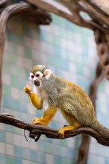 Affe