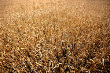 Bright ripe cereal field, yellow wheat. Close up. Harvesting. Grain Crisis in Europe.