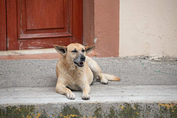 Adult street dog resting at the sidewalk in Xico, Veracruz, Mexico © gogajuice